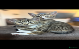Mixed Breed cats for sale: Boy and girl mixed breed available  - Image 1
