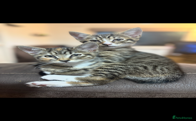 Mixed Breed cats - Advert 16
