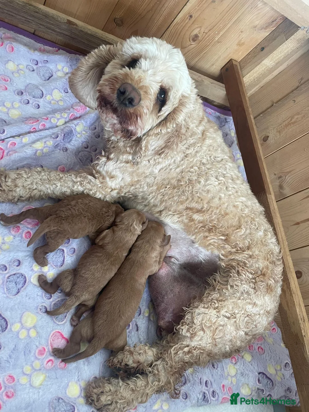Miniature Poodle dogs for stud: Red K.C reg Miniature Poodle 4 Stud HEALTH TESTED in Chesterfield - Advert 4