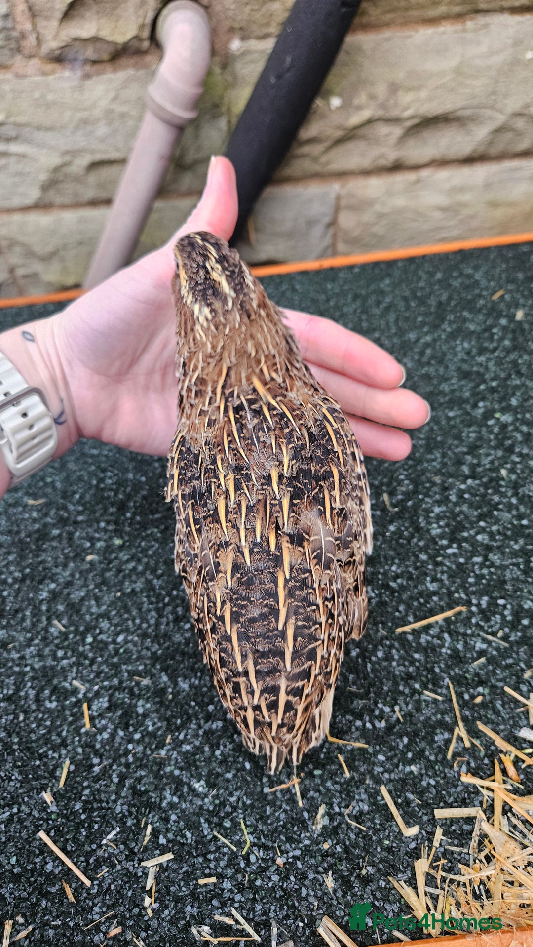 Quail poultry for sale: Japanese Quail – Young Birds Available - Advert 17