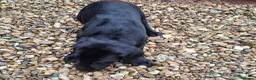 Labrador Retriever dogs for sale: Black Labrador Retriever Puppies in Radstock - Advert 7