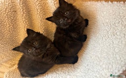 Turkish Angora cats for sale: Fluffy kittens  - Image 2