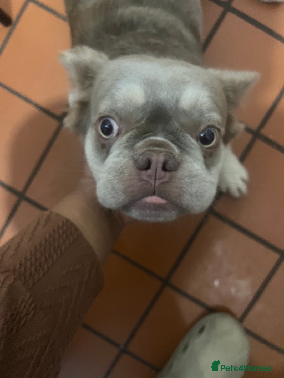 French Bulldog dogs for sale: 🐾 Adorable Fluffy French Bulldog for Sale! 🐾 - Image 3