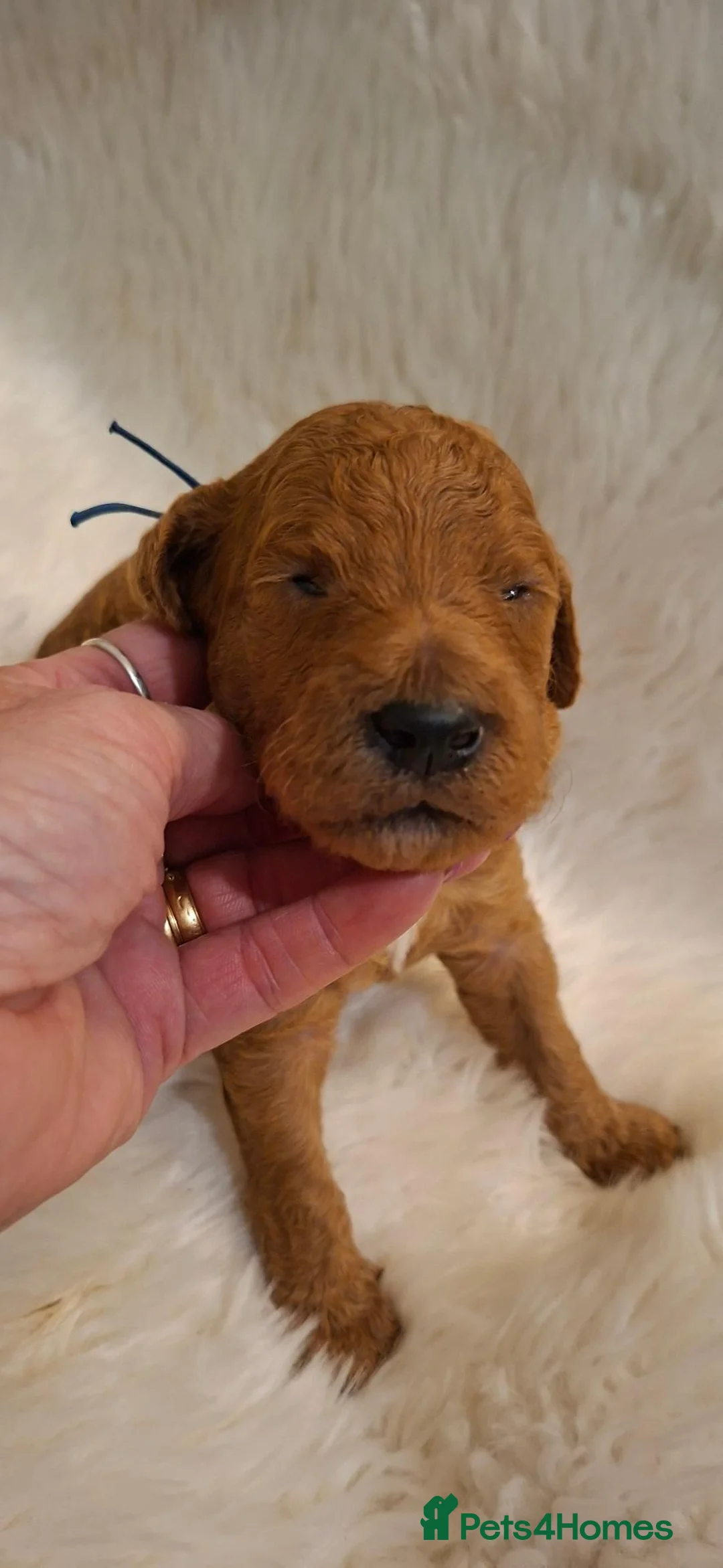 Standard Poodle dogs for sale: Fully Health Tested St Poodle Puppies  - Advert 2