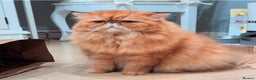Persian cats for stud: GCCF Active Persian GingerRed cream Garfield stud  in Gerrards Cross - Advert 5