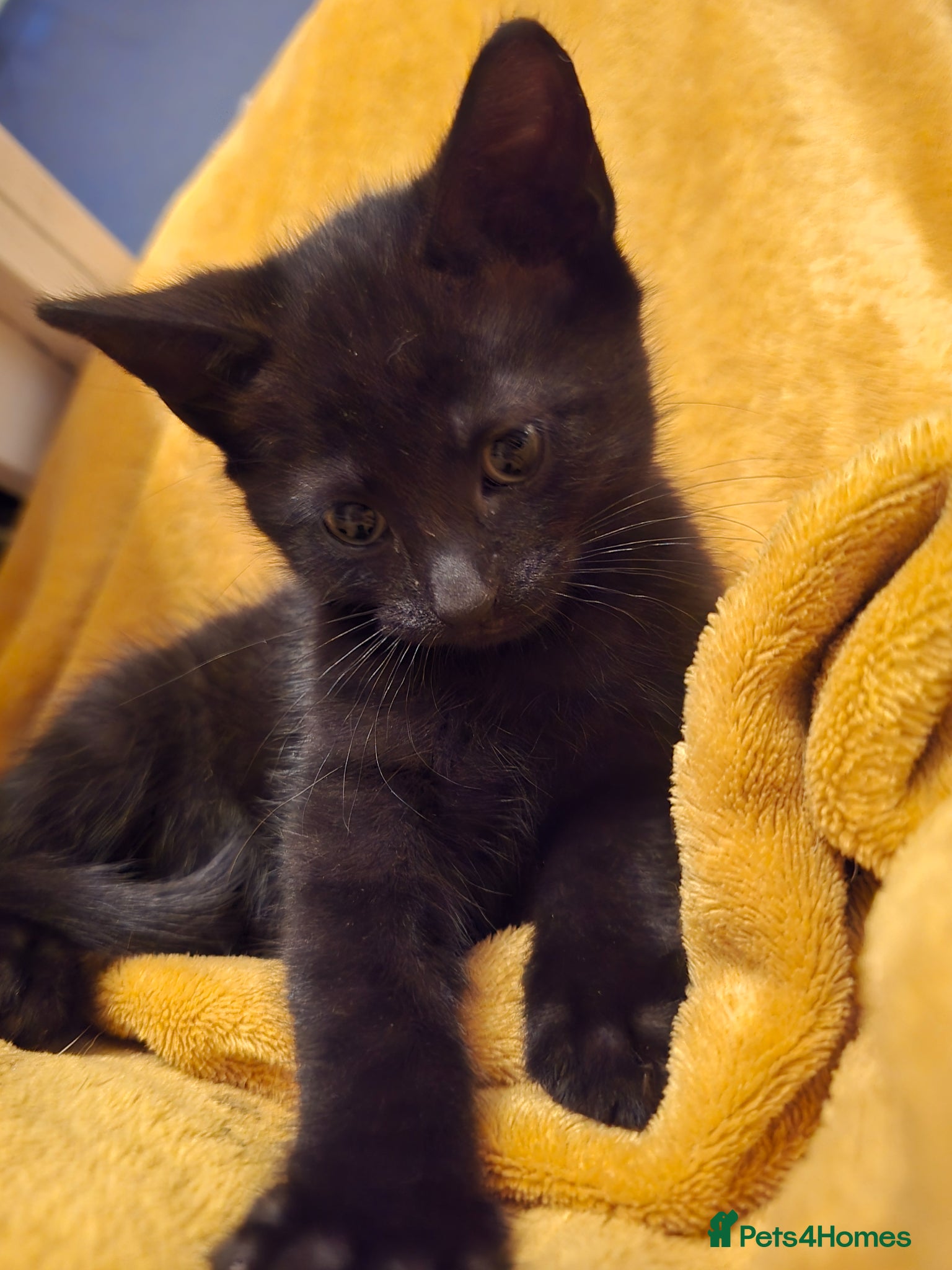 Mixed Breed cats Only1kitten left raised with dogs and children - Advert 1