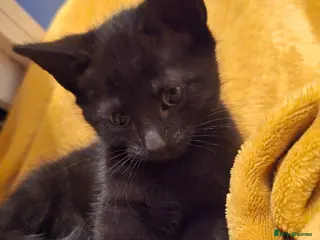 Mixed Breed cats Only1kitten left raised with dogs and children - Advert 1