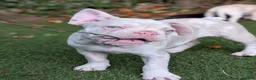 French Bulldog dogs for sale: ​🐾 Exceptional 12-Week-Old French Bulldog Boys!🐾 - Advert 3