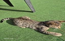 Mixed Breed cats for sale: Beautiful girl kitten  - Image 4