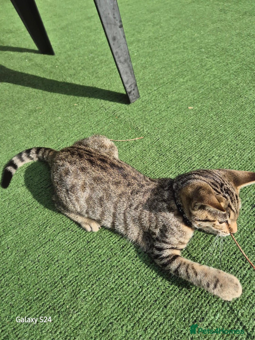 Mixed Breed cats for sale: Beautiful girl kitten  - Image 4