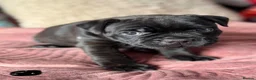 Staffordshire Bull Terrier dogs for sale: 🐾 KC  Staffordshire Bull Terrier Puppies in West Bromwich - Advert 11