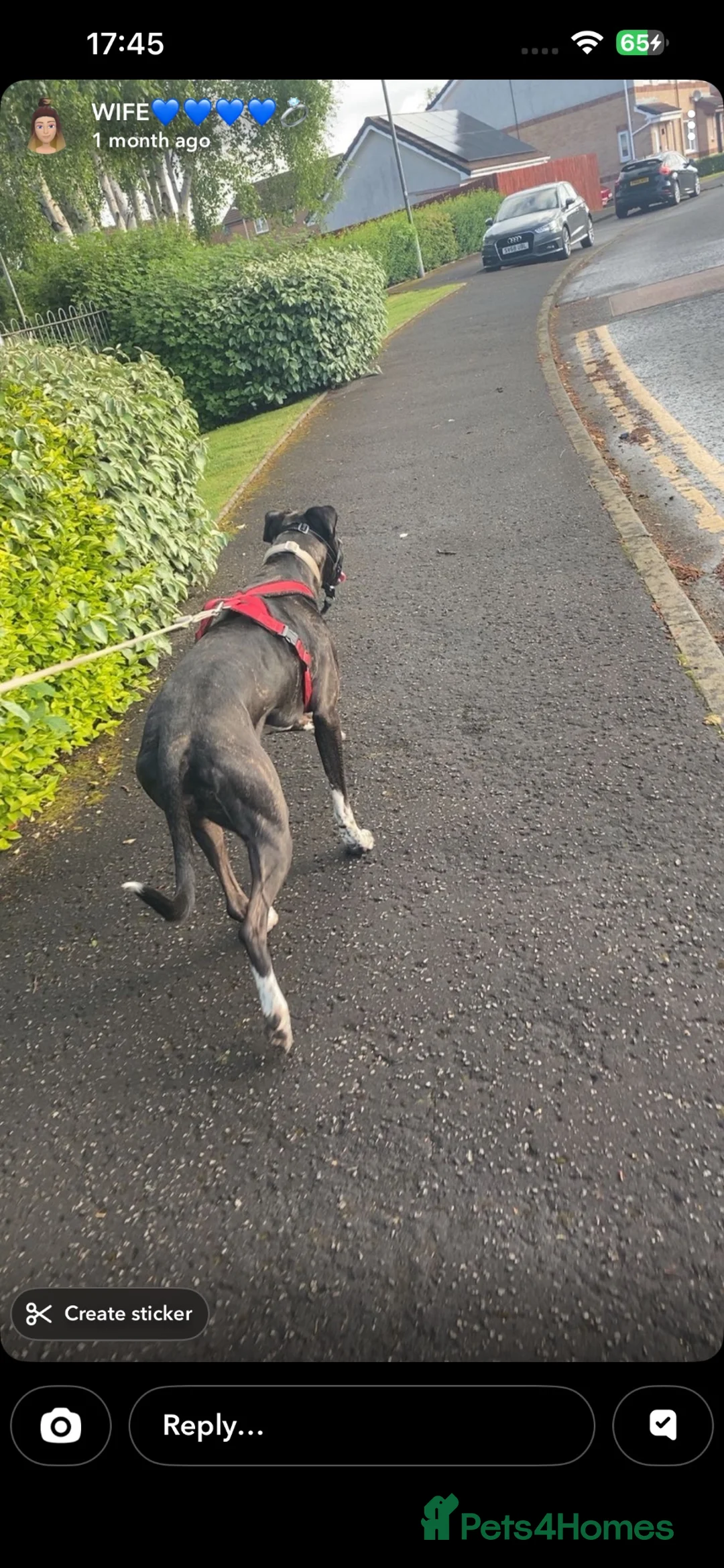 Mixed Breed dogs for sale: Massfif cross staffie for sale in Renfrew - Advert 2