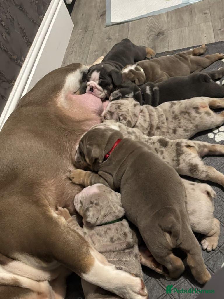 English Bulldog dogs Beautiful Colours & Chunky Little Characters - Advert 3