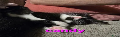 CANDY