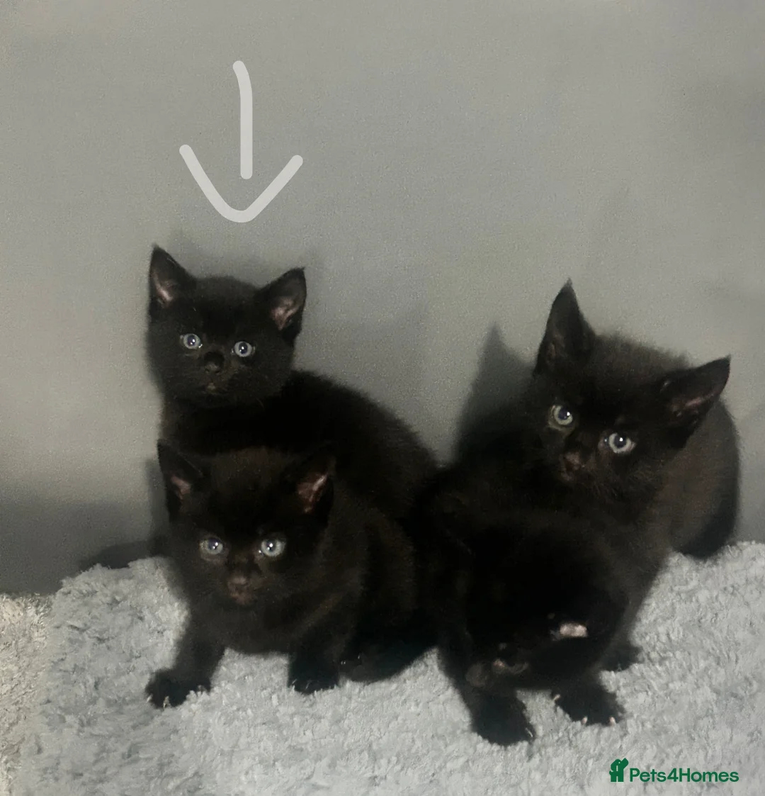 Mixed Breed cats for sale: black kittens  - Advert 14