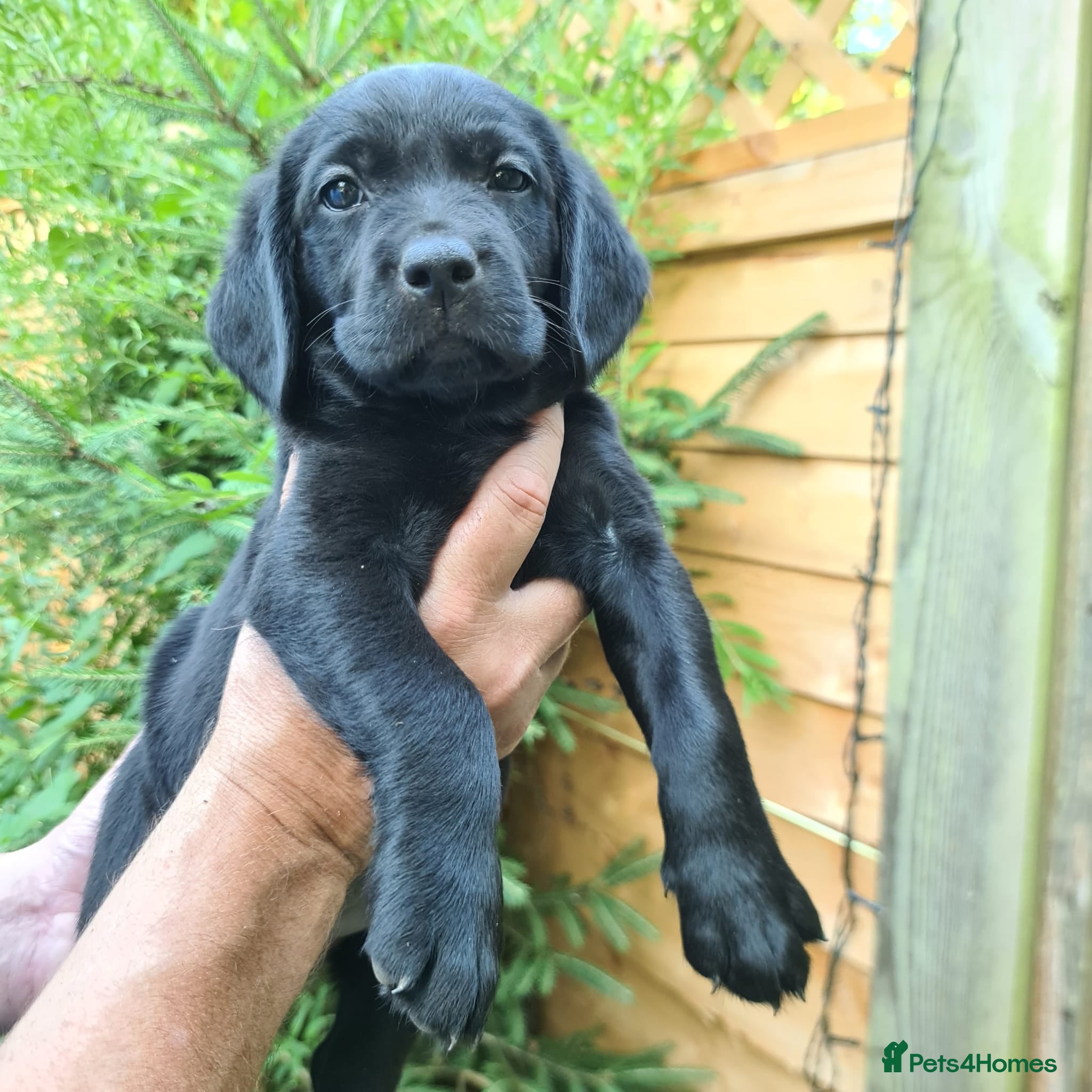 Labrador Retriever dogs Stunning Labrador Puppies!  - Advert 2