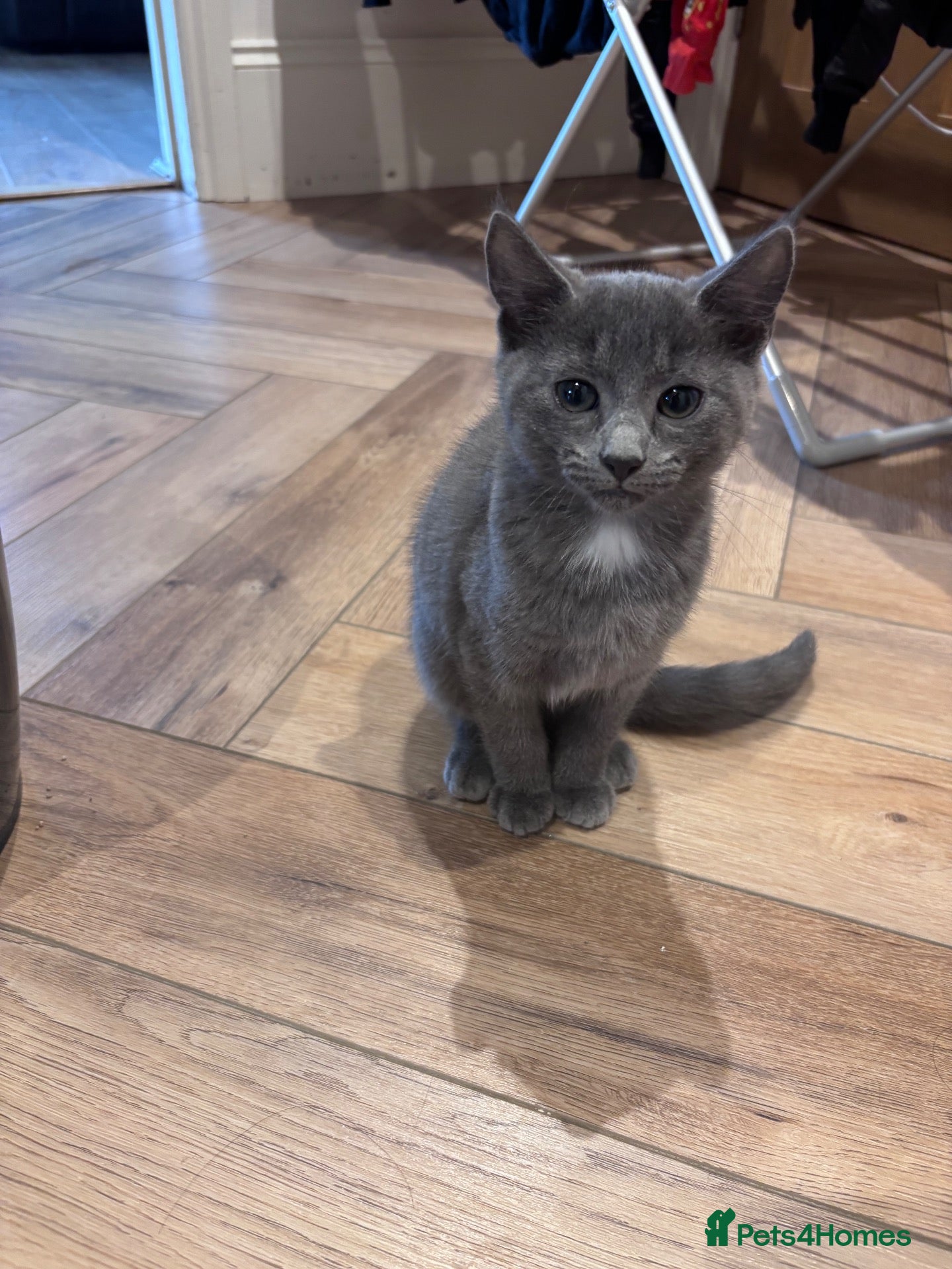 Domestic Shorthair cats Kittens ready to leave  - Advert 16