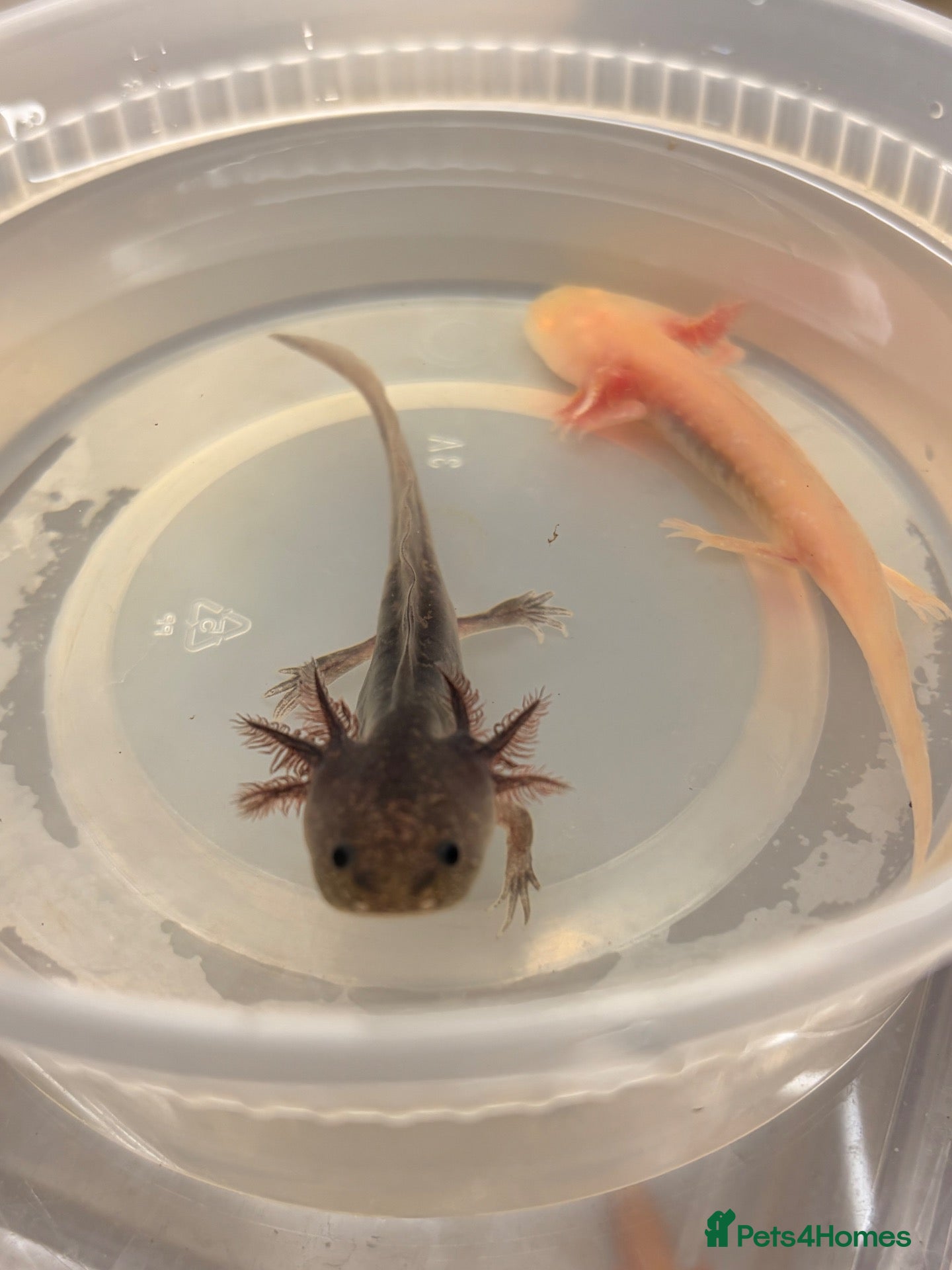 Axolotl reptiles Baby Axolotol’s  - Advert 1