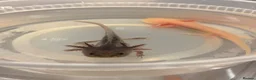 Axolotl reptiles for sale: Baby Axolotol’s  - Advert 1