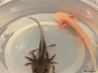 Axolotl reptiles Baby Axolotol’s - Advert 1