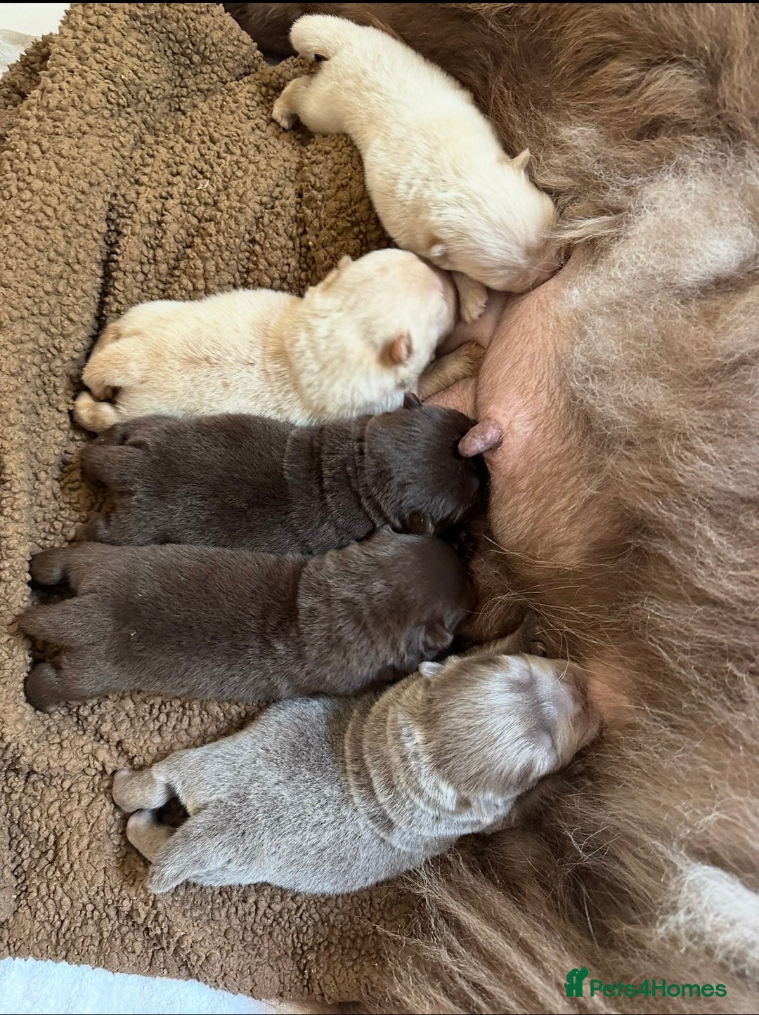 Chow Chow dogs for sale: Outstanding Baby Bears - Image 17