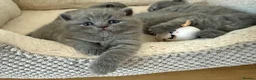 British Shorthair cats for sale: Pure Pedigree Blue BSH Kittens GCCF  - Advert 7