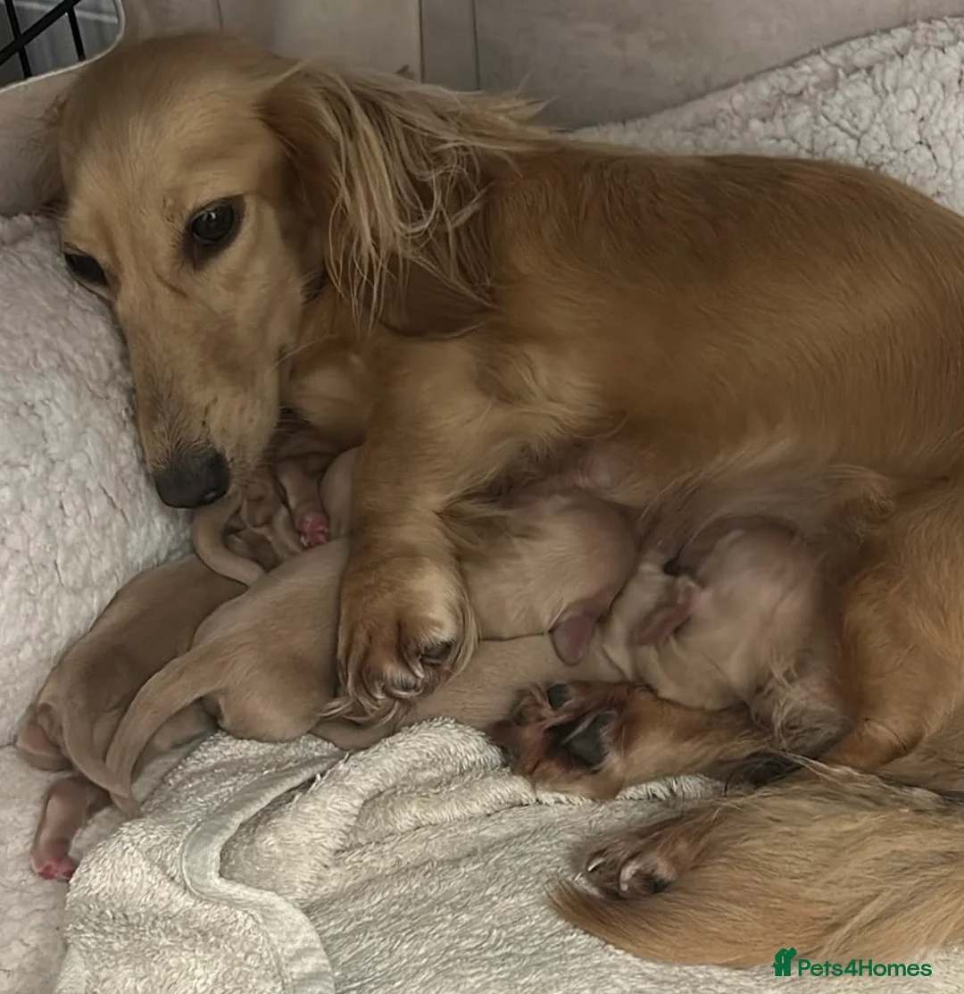Miniature Dachshund dogs for sale: Longhair Miniature Dachshund  - Advert 6
