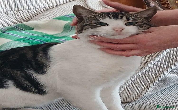 Mixed Breed cats - Advert 5