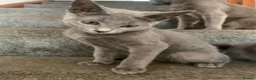 Russian Blue cats for sale: Championship and GCCF Russian blue kittens  - Advert 18