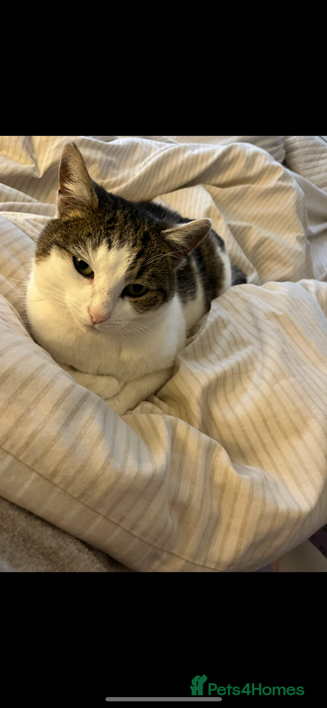 Mixed Breed cats for sale: Female cat  - Advert 2