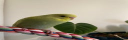 Budgerigars birds for sale: 2 hand tame young male budgies + cage - Advert 3