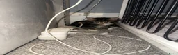 British Longhair cats for sale: Kittens looking for forever home  in South Croydon - Advert 4