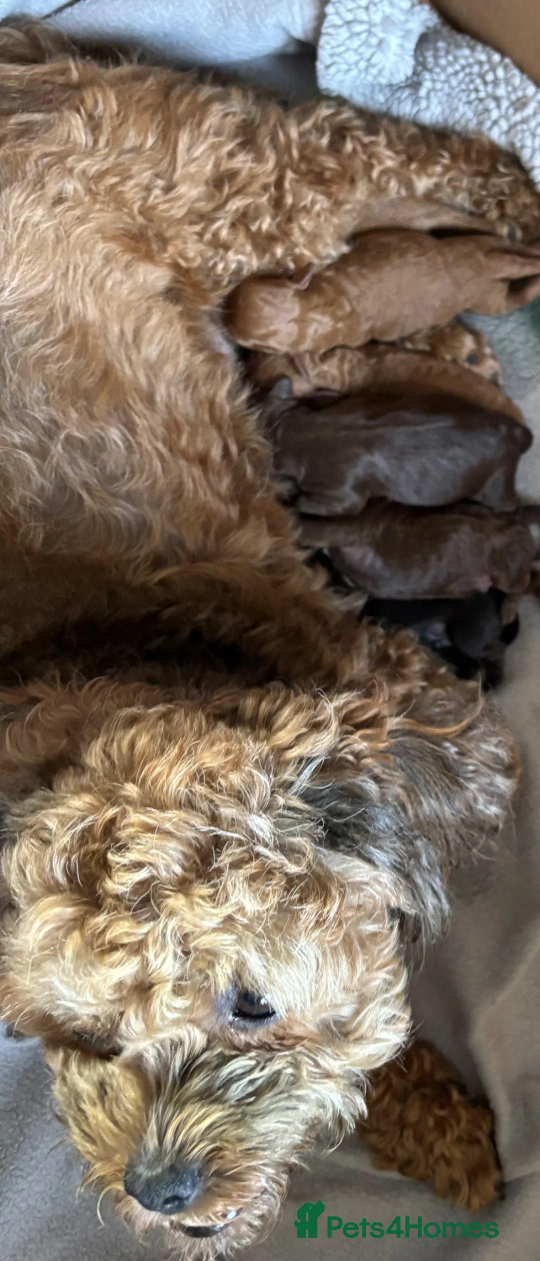 Poochon dogs for sale: Toy poochon pups chocolate and tan in Chorley - Advert 1