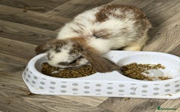 Mini Lop rabbits for sale: 🐰🐰 Mini Lop Rabbit’s 🐰🐰 - Image 4