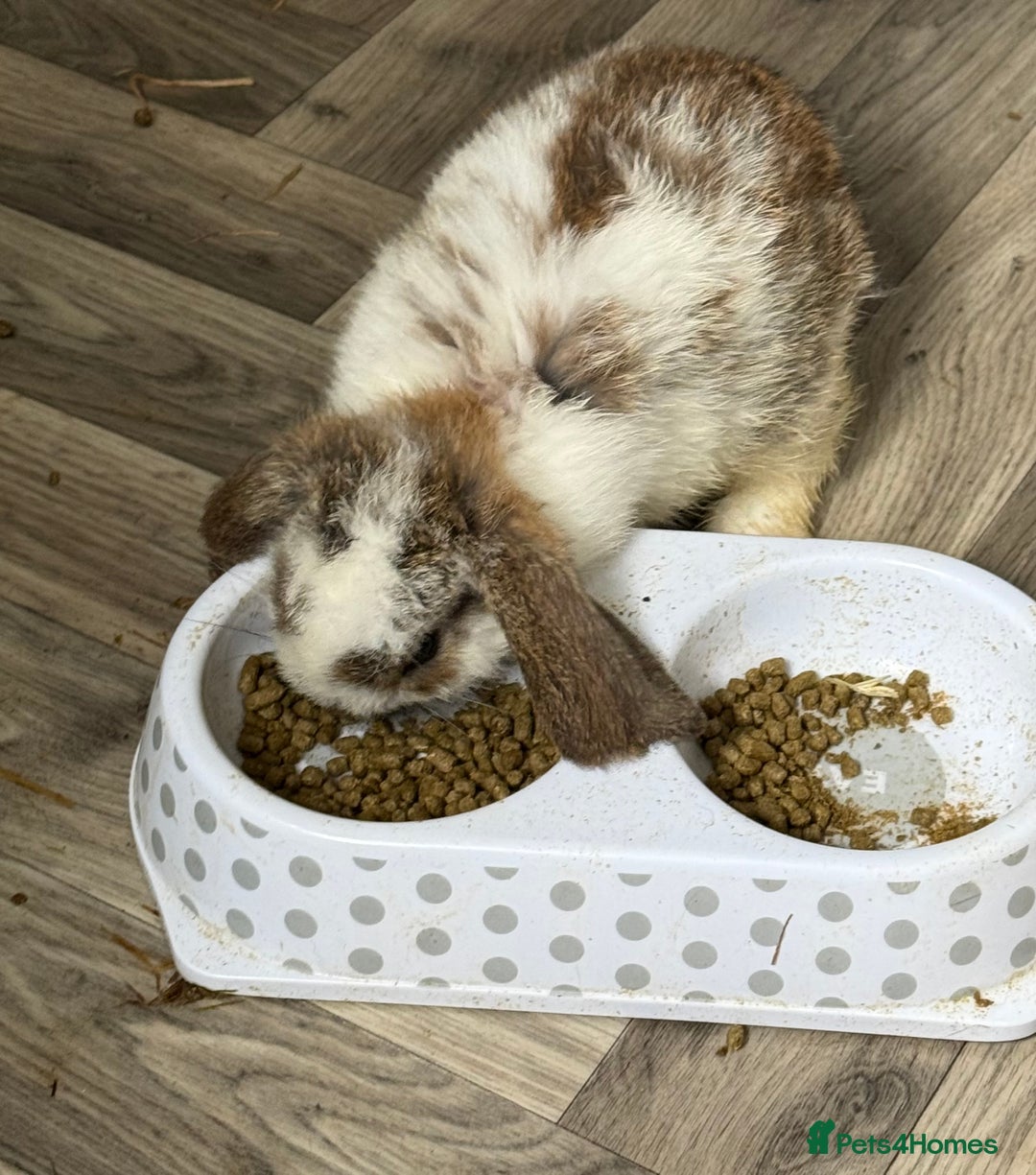 Mini Lop rabbits for sale: 🐰🐰 Mini Lop Rabbit’s 🐰🐰 - Image 4