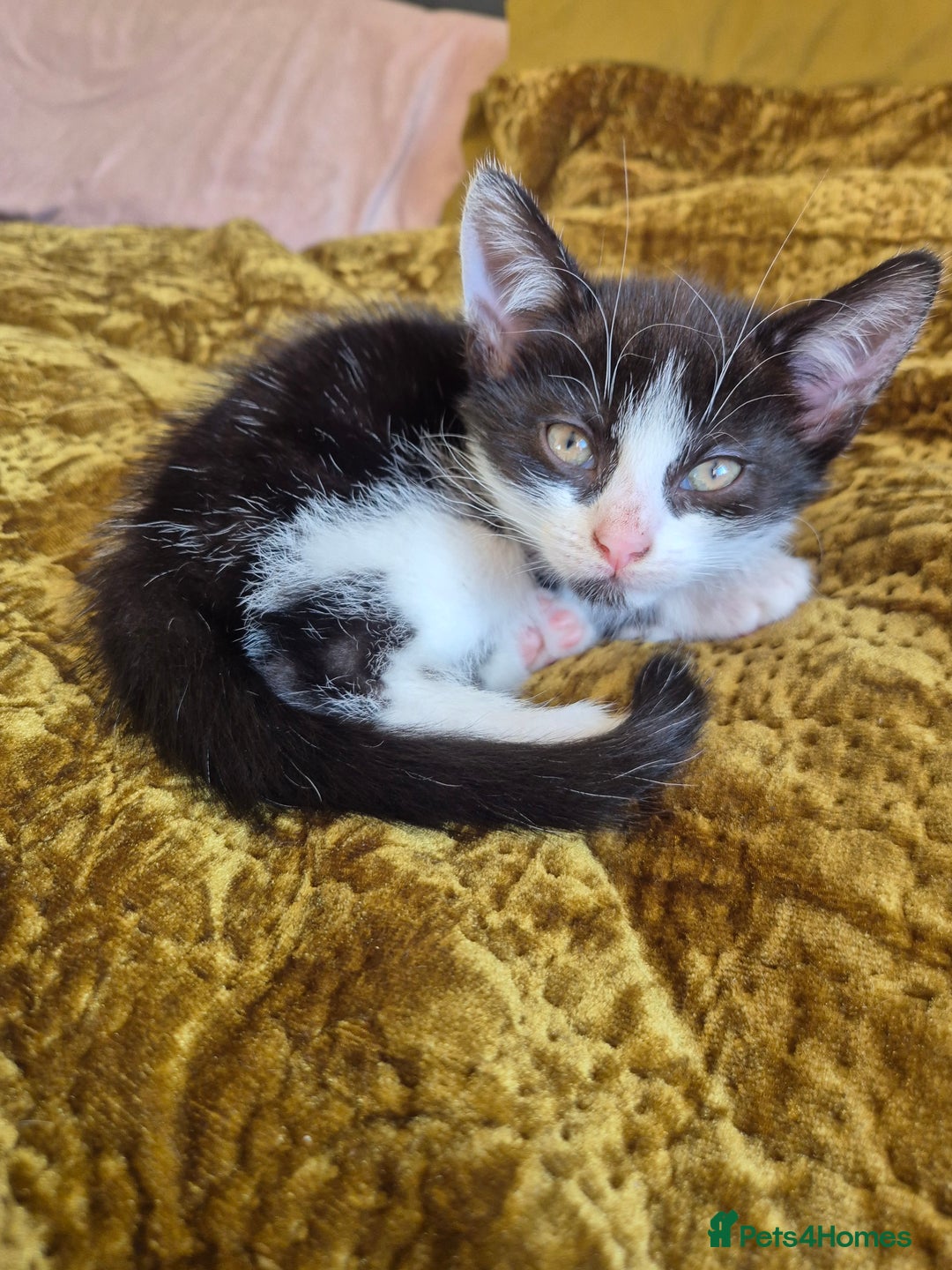 Mixed Breed cats for sale: 3 Beautiful Kittens - Advert 4