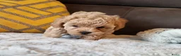 Shihpoo dogs for sale: Gorgeous Little Shihpoo Pups sold Fully Vaccinated - Advert 32