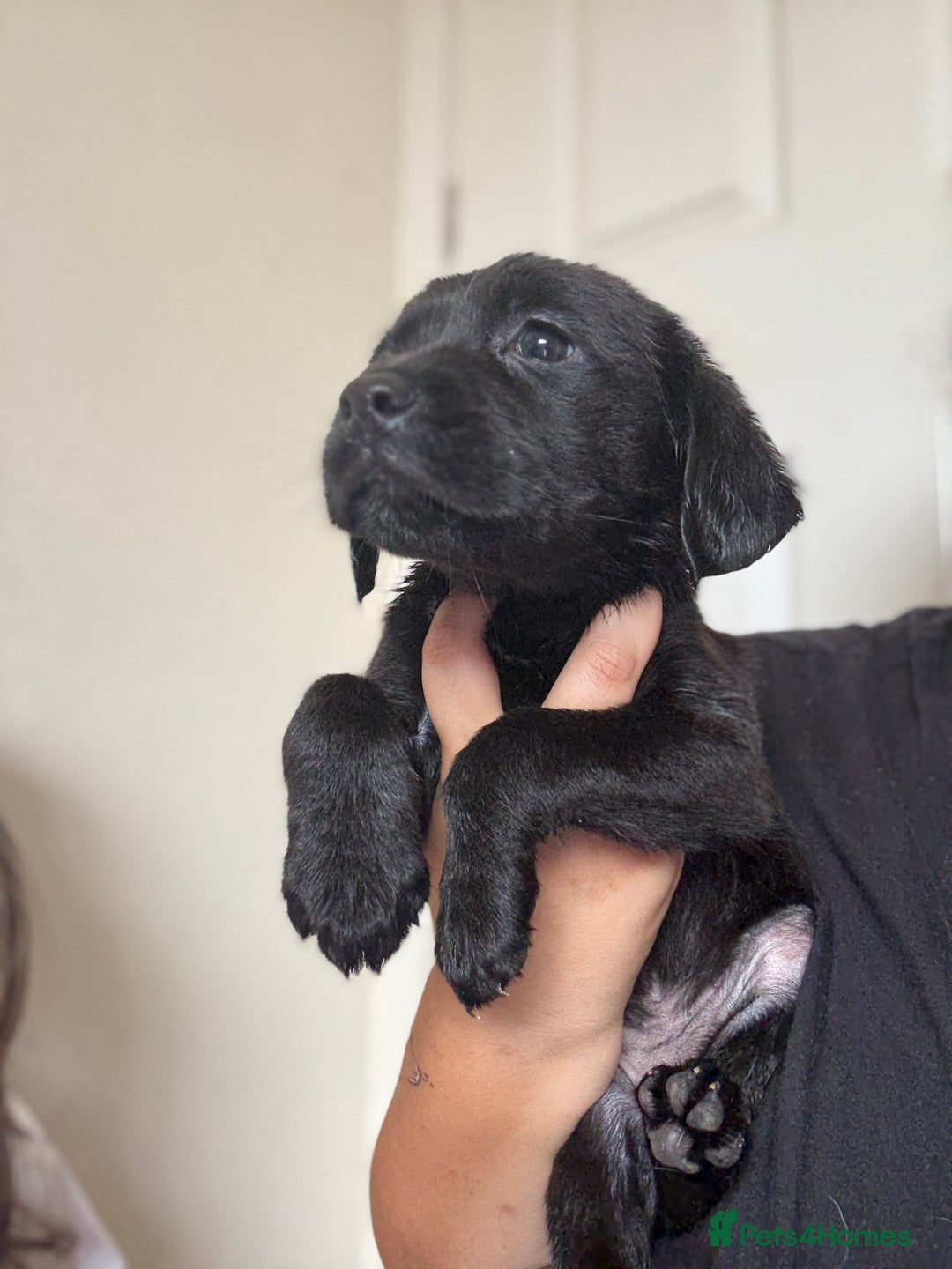 Mixed Breed dogs for sale: Springer x Labrador x German shepherd  - Image 9