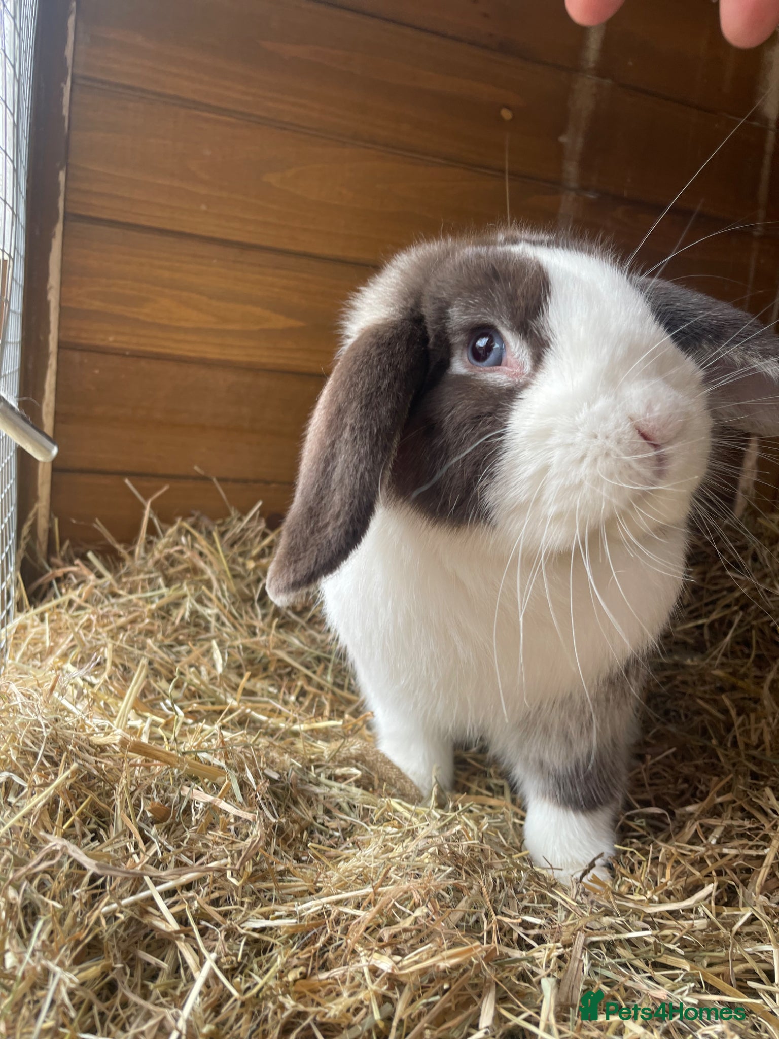 Dwarf Lop rabbits Gorgeous Dwarf Lop bunnies - 1 buck left - Advert 4