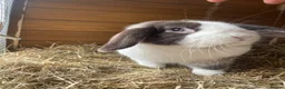 Dwarf Lop rabbits for sale: Gorgeous Dwarf Lop bunnies - 1 buck left - Advert 1
