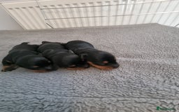 Miniature Dachshund dogs for sale: Minature dashshunds  - Image 5