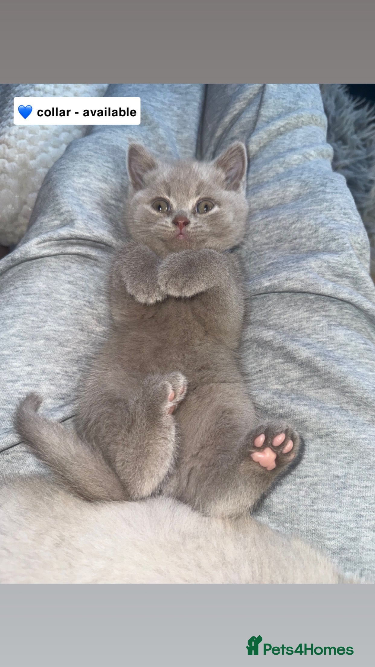 British Shorthair cats Champion Line British Shorthair Kittens - Advert 13