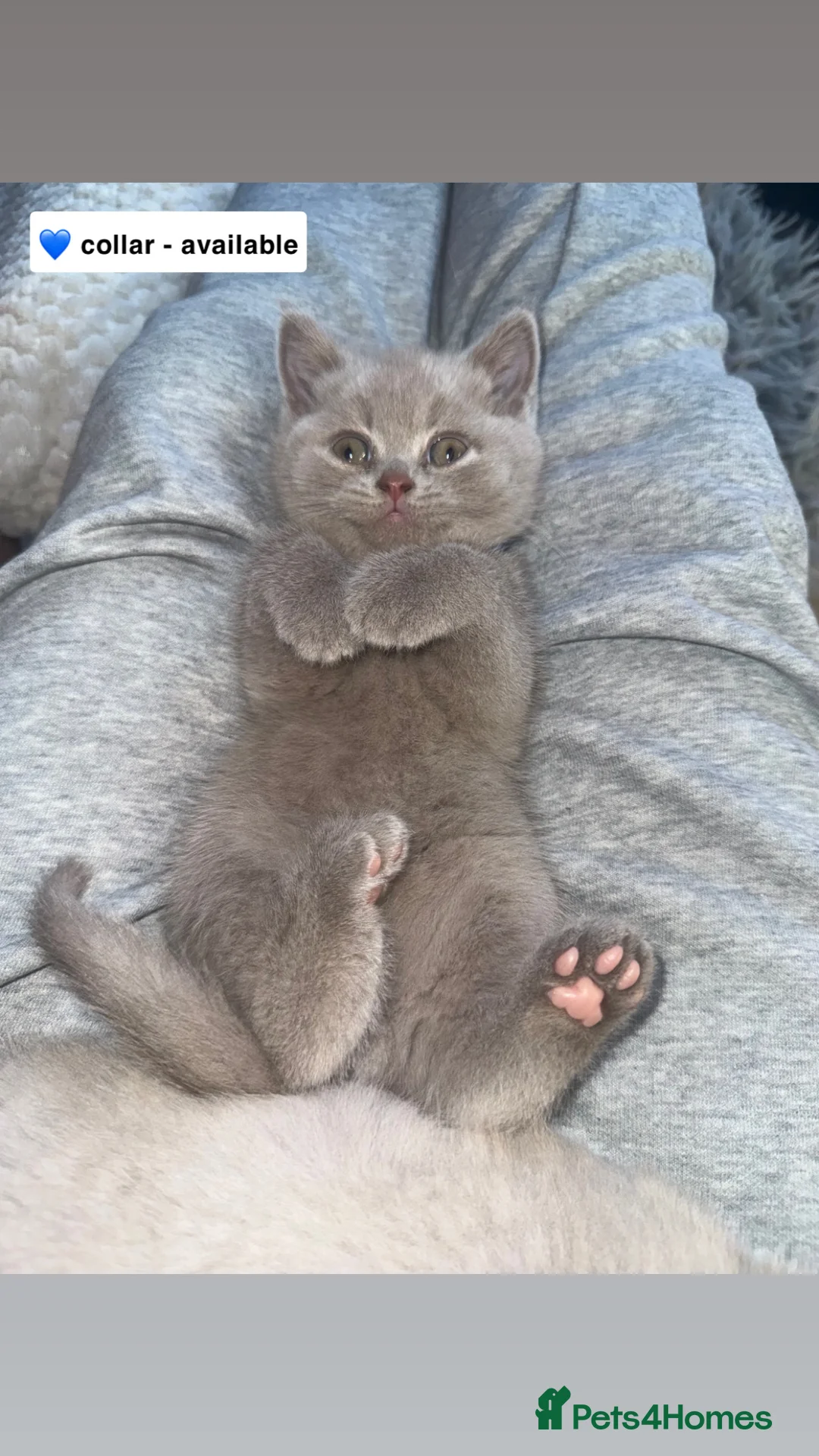 British Shorthair cats for sale: Champion Line British Shorthair Kittens - Advert 1