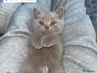 British Shorthair cats Champion Line British Shorthair Kittens - Advert 13