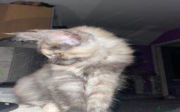Maine Coon cats for sale: TICA registered Maine coon kittens  - Image 26