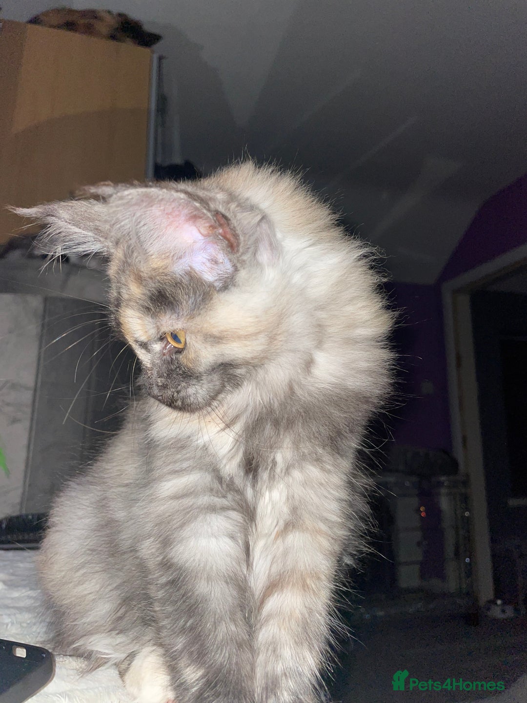 Maine Coon cats for sale: TICA registered Maine coon kittens  - Image 26