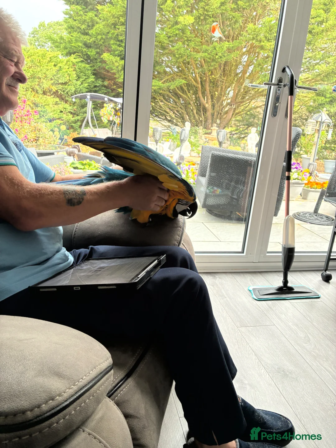 Macaws birds for sale: Beautiful macaw for sale in Hailsham - Advert 2