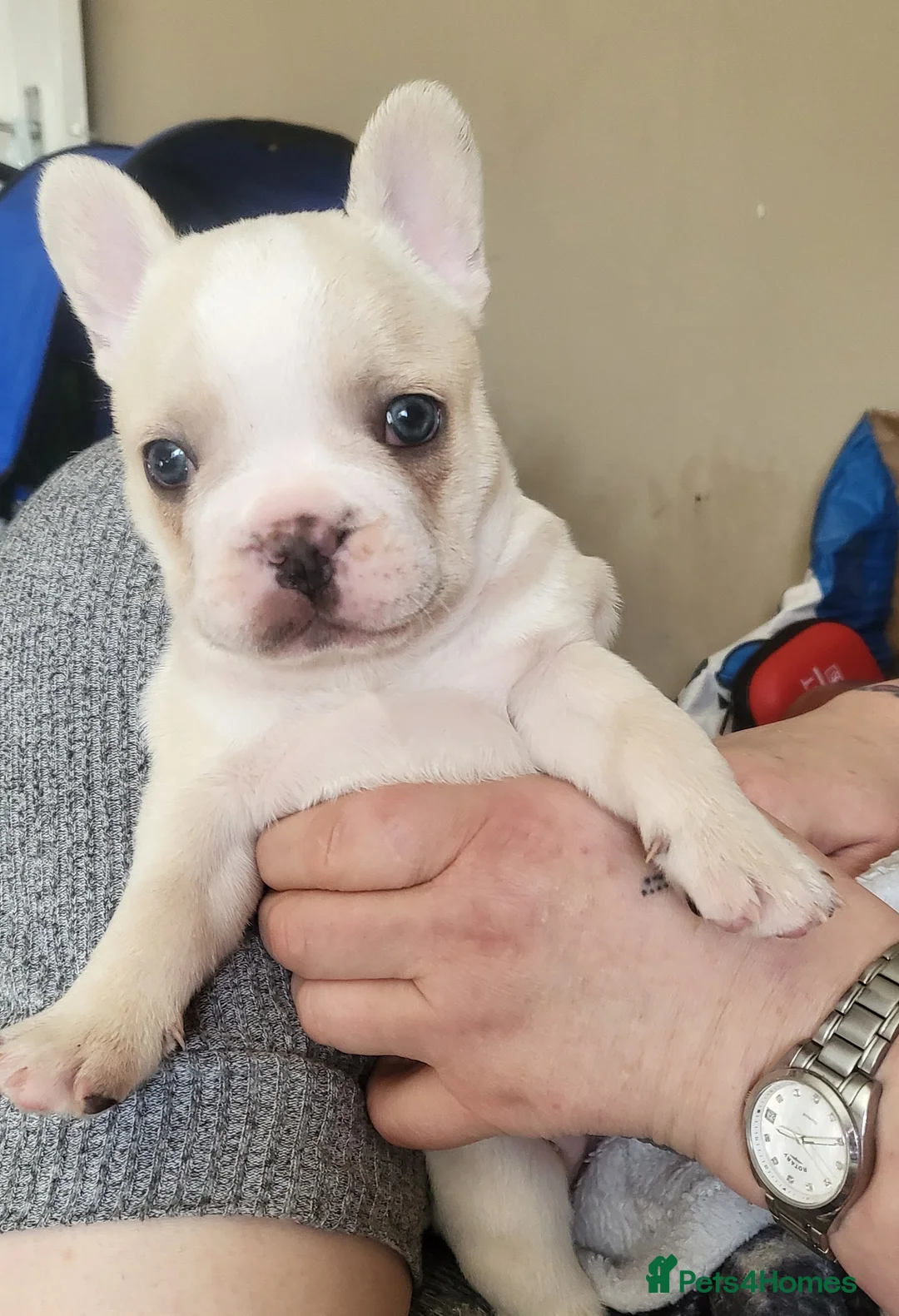 French Bulldog dogs for sale: Dollie the baby frenchie - Advert 2