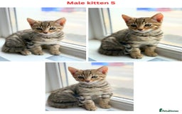 Mixed Breed cats for sale: Adorable Mixed Bengal Kittens- Dad 100% Bengal! - Image 6