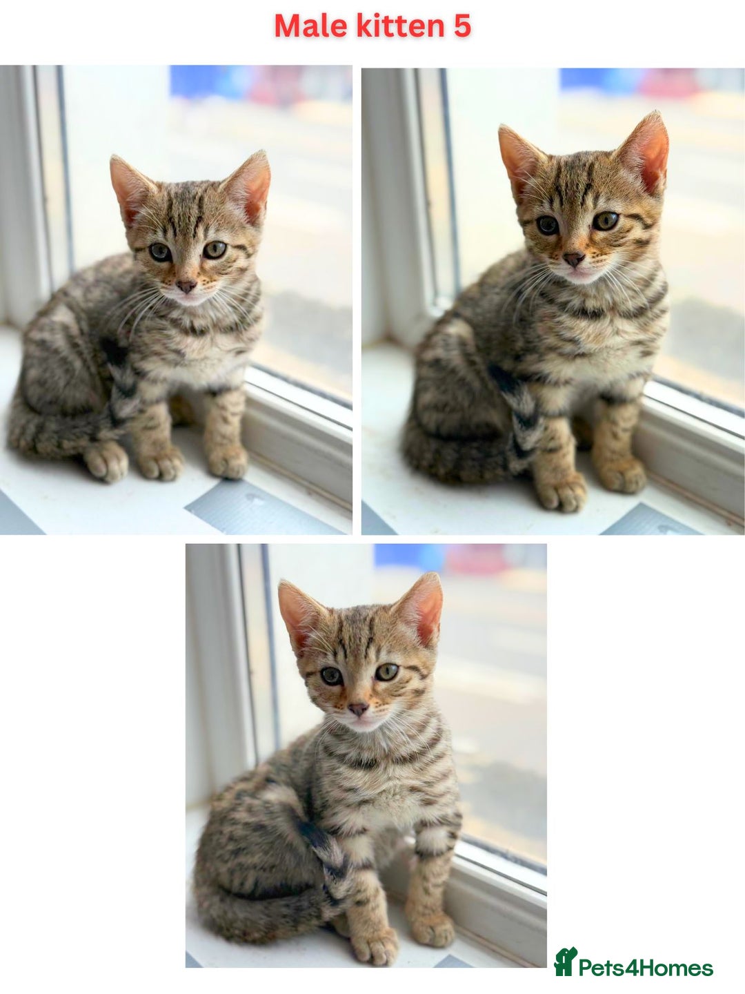 Mixed Breed cats for sale: Adorable Mixed Bengal Kittens- Dad 100% Bengal! - Image 6